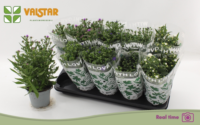 <h4>ASTE STARL GEM</h4>