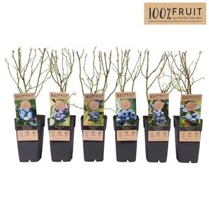Vaccinium corymbosum mix laag P15