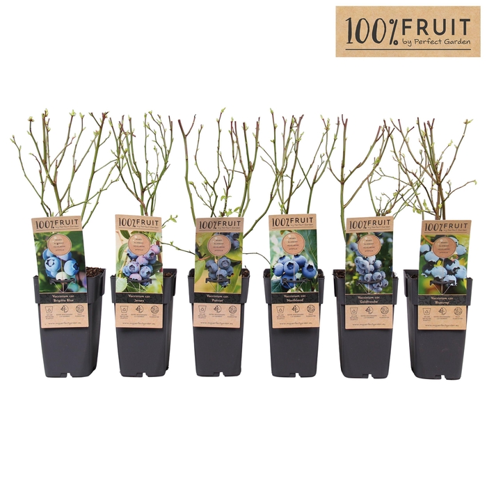 <h4>Vaccinium corymbosum mix tray P15</h4>