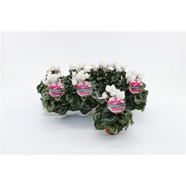 <h4>Cyclaam Garden White Green Leaf</h4>