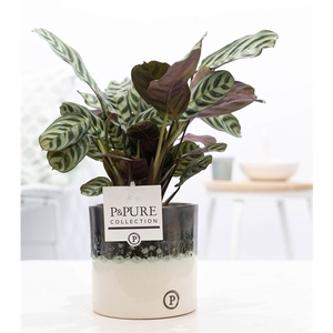 Ctenanthe Burle Marxii in Illusion cer.(perfectly imperfectable)