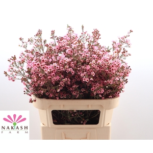 Cham Sarah's Delight