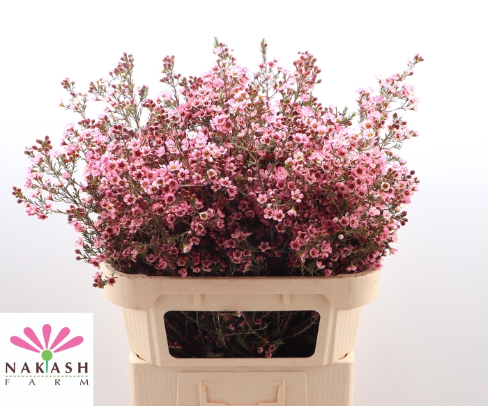 <h4>Cham Sarah's Delight</h4>