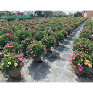 Argyranthemum frutescens overig
