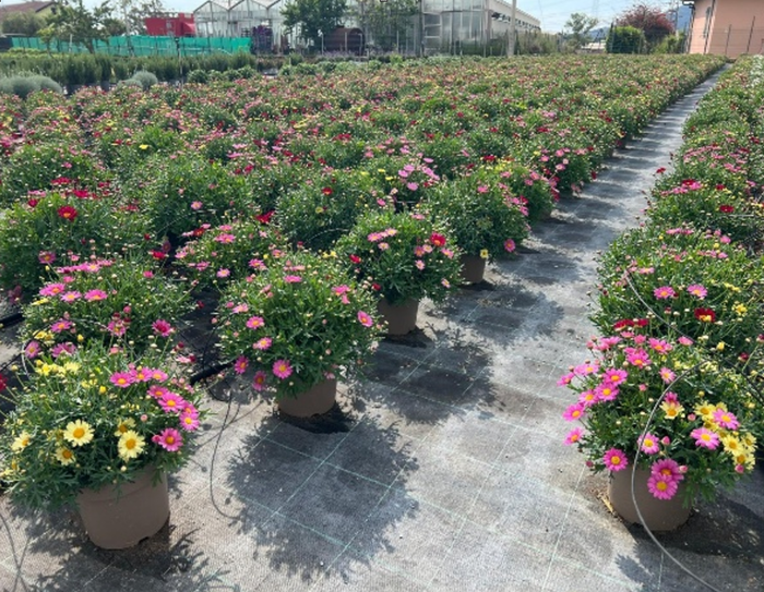 <h4>Argyranthemum frutescens overig</h4>