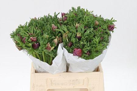 <h4>Anem Co Cenere</h4>