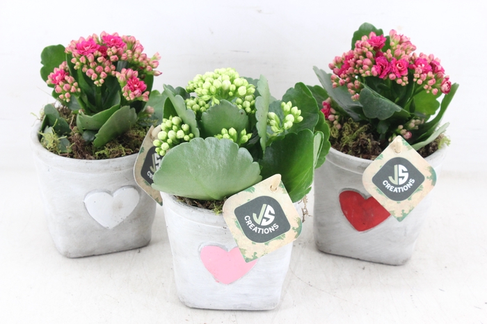 <h4>arr2 JS - Ker. bag hart mix x6</h4>
