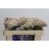 Ozothamnus Cooks Tall Pink