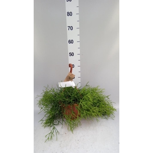 Rhipsalis heteroclada