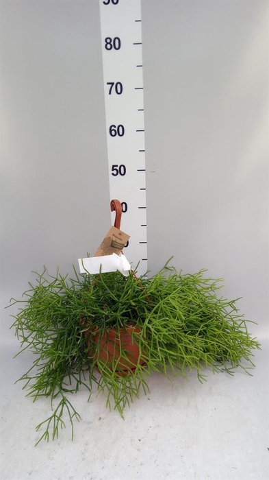 <h4>Rhipsalis heteroclada</h4>