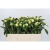 Paeonia Duchesse De Nemours