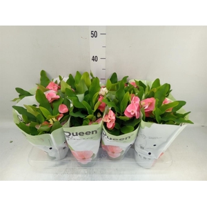 Euphorbia milii 'Charlotte'