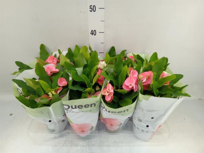 <h4>Euphorbia milii 'Charlotte'</h4>