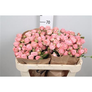 R Tr Madam Bombastic