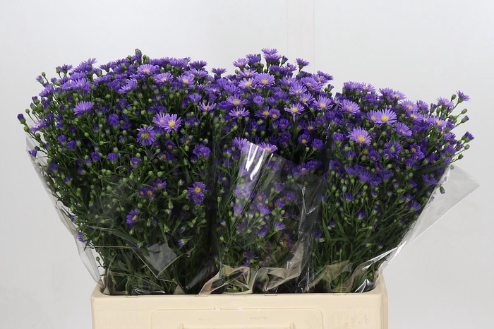 <h4>Aster Casamare</h4>