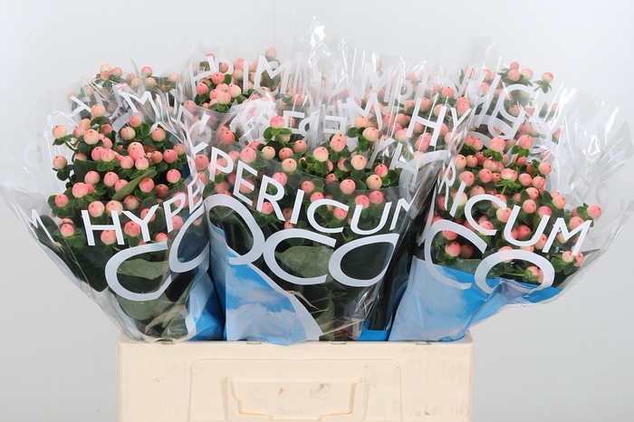 <h4>Hyp Coco Tiamo</h4>