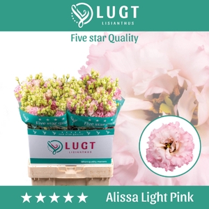 Lisianthus Alissa Light Pink