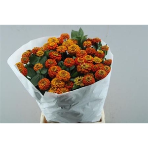 Zinnia Lill Orange