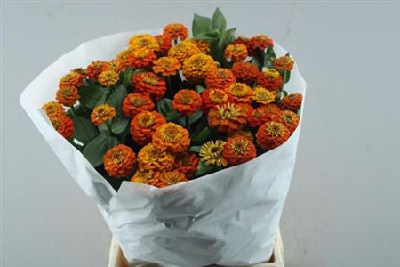 <h4>Zinnia Lill Orange</h4>