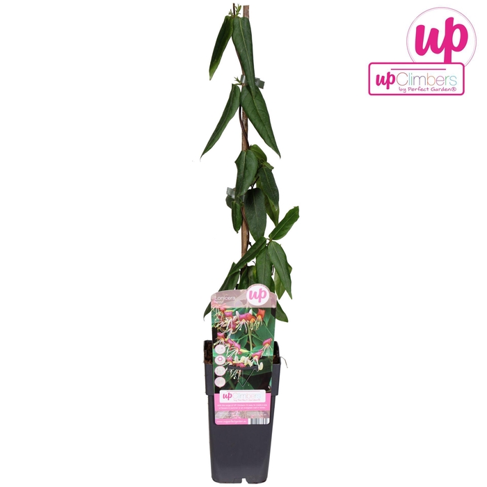 <h4>Lonicera henryi</h4>