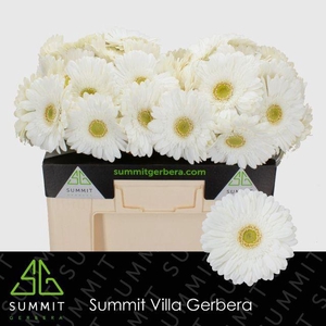 Gerbera Skydance Water