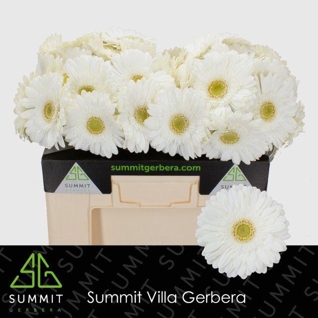 <h4>Gerbera Skydance Water</h4>