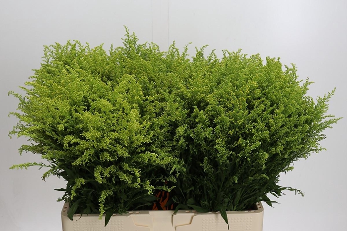 Solidago Tara Gold