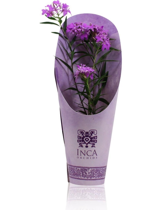 <h4>Inca Epidendrum Centropetalum 'Panama' 9cm Purple Pleasure cover</h4>