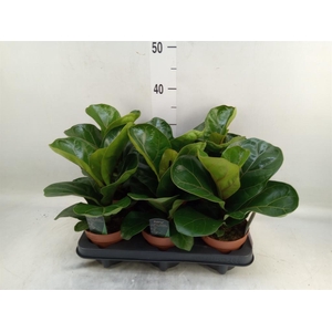 Ficus lyrata 'Bambino'