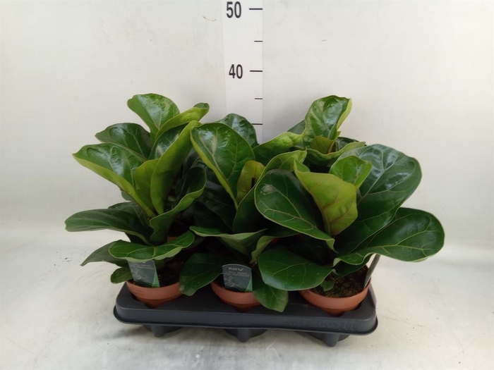 <h4>Ficus lyrata 'Bambino'</h4>