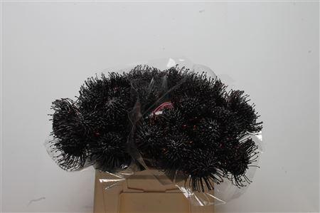 <h4>Leuco Klbh Black</h4>