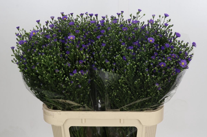 <h4>Aster Casamare</h4>