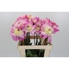 Dahlia Luca Johanna