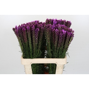 Liatris Spicata