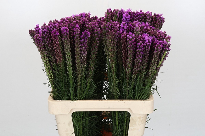 Liatris Spicata