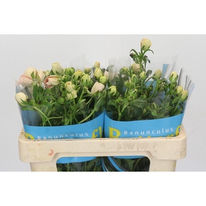 Ranunculus Butterfly Melissa