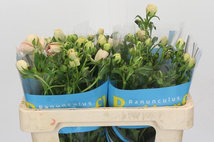 <h4>Ranunculus Butterfly Melissa</h4>