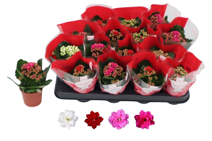 <h4>KAL GE RO GEM 4 KL</h4>