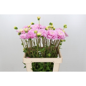 Dahlia Sweet Love