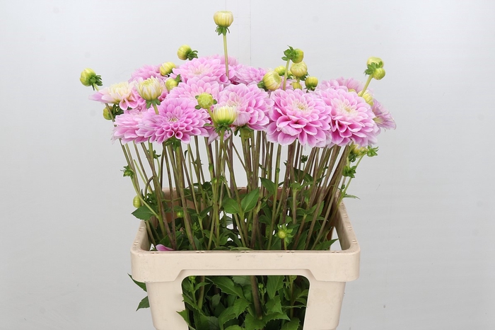 <h4>Dahlia Sweet Love</h4>