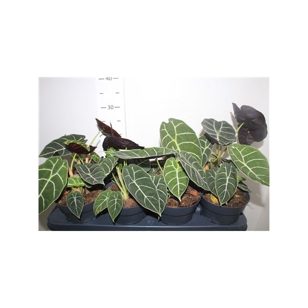 <h4>Aloc Longiloba Watsoniana New Srt!!!</h4>