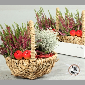 ARR TUINPLANTEN