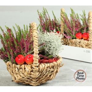 ARR TUINPLANTEN