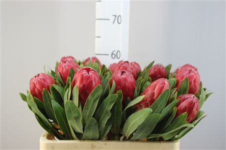 <h4>Protea Red Sensation</h4>