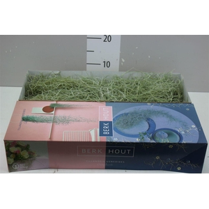 Tillandsia Usneoides 90cm