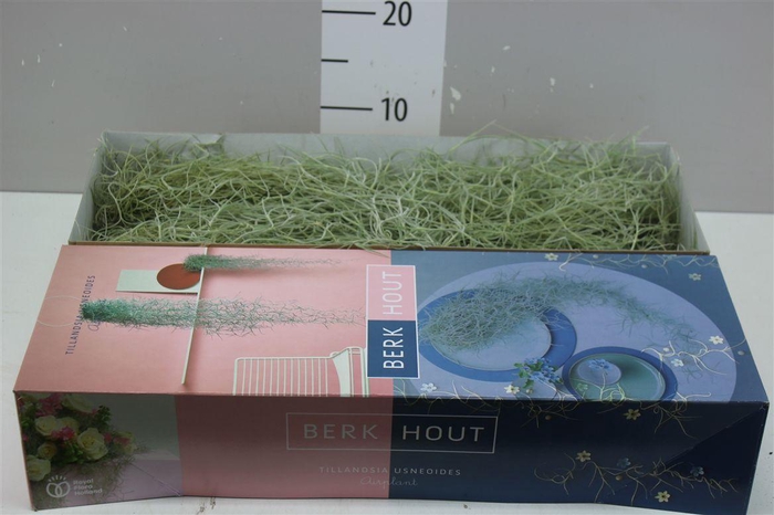 <h4>Tillandsia Usneoides 90cm</h4>