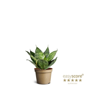 SANSEVIERIA TRIFASCIATA