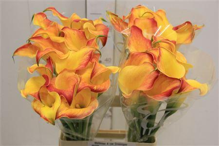 <h4>Zant Callista</h4>