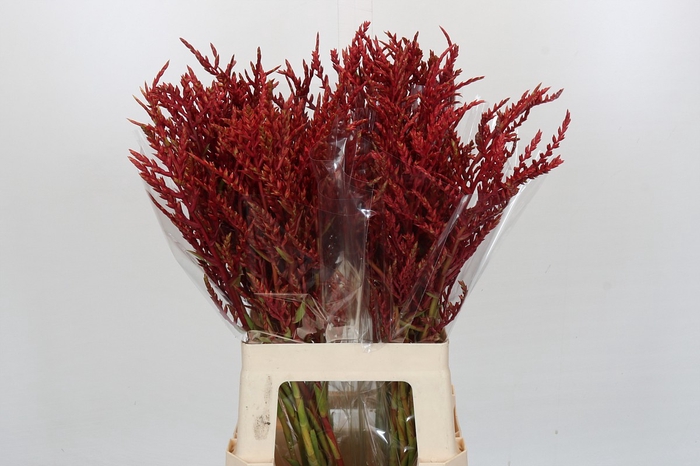 <h4>Bromelia Red Paloma</h4>