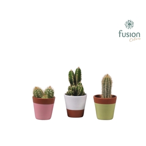 Keramiek potje met Cactus